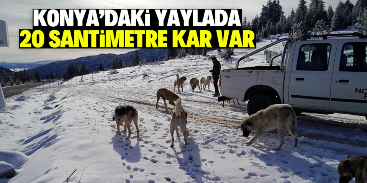 Konya'daki yaylada 20 santimetre kar var! Yaban hayvanlarına yem bıraktılar