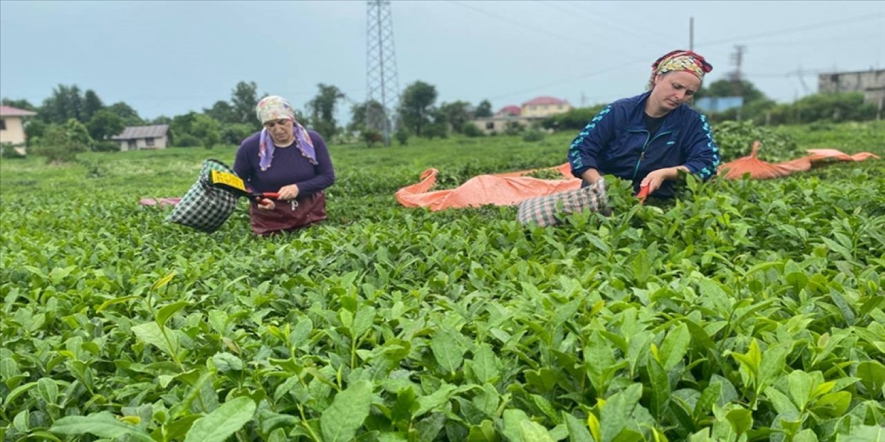 Tek başına Rize  Çay ihracatından 2023'te 10,2 milyon dolar kazandı