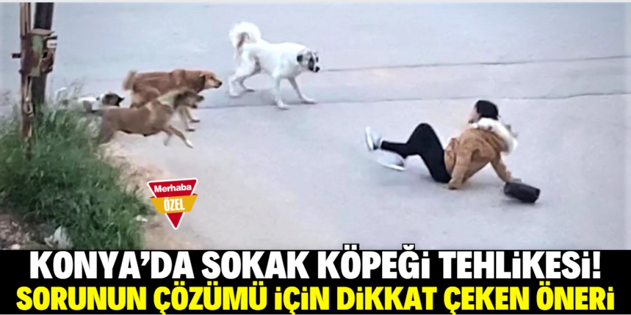 Konya'da sokak köpeği sorununu bitirecek öneri: Acil uygulanmalı