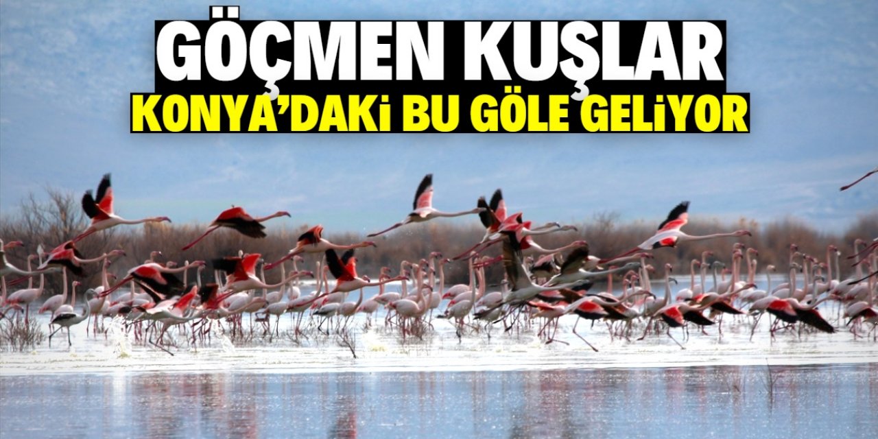 Göçmen kuşlar Konya'daki bu gölü tercih ediyor