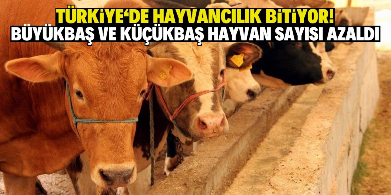Türkiye'de hayvancılık bitiyor!  Büyükbaş ve küçükbaş hayvan sayısı azaldı