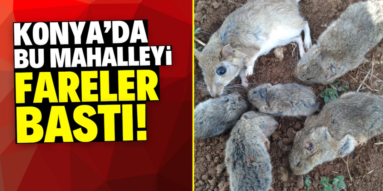 Konya'da bu mahalleyi fareler bastı! Vatandaş çaresiz