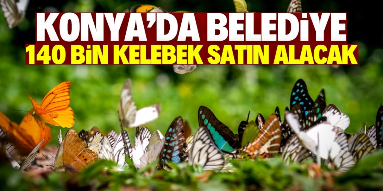 Konya'da belediye 140 bin kelebek satın alacak! İşte gerekçesi