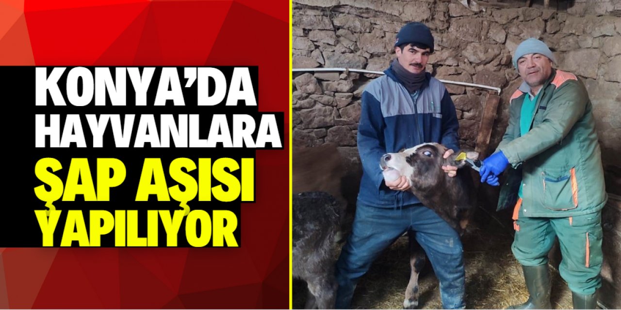 Konya'da şap önlemi! Binlerce hayvana aşı yapılacak