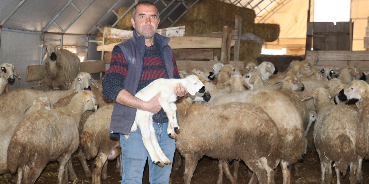Konya Ovası Projesi sayesinde 250 koyunu oldu