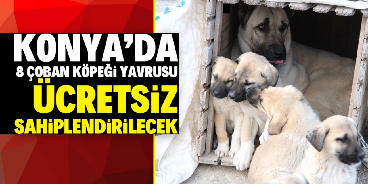 Konya'da 8 çoban köpeği yavrusu ücretsiz sahiplendirilecek