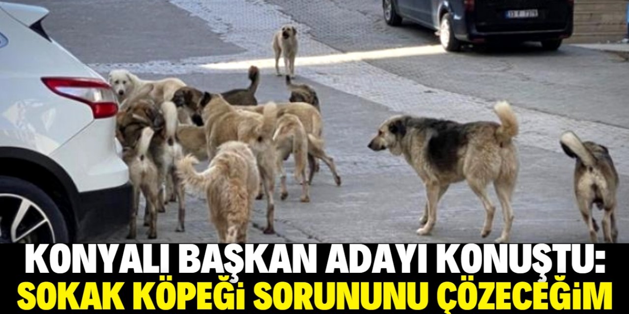 Konyalı başkan adayı, sokak köpeği sorununu çözme sözü verdi