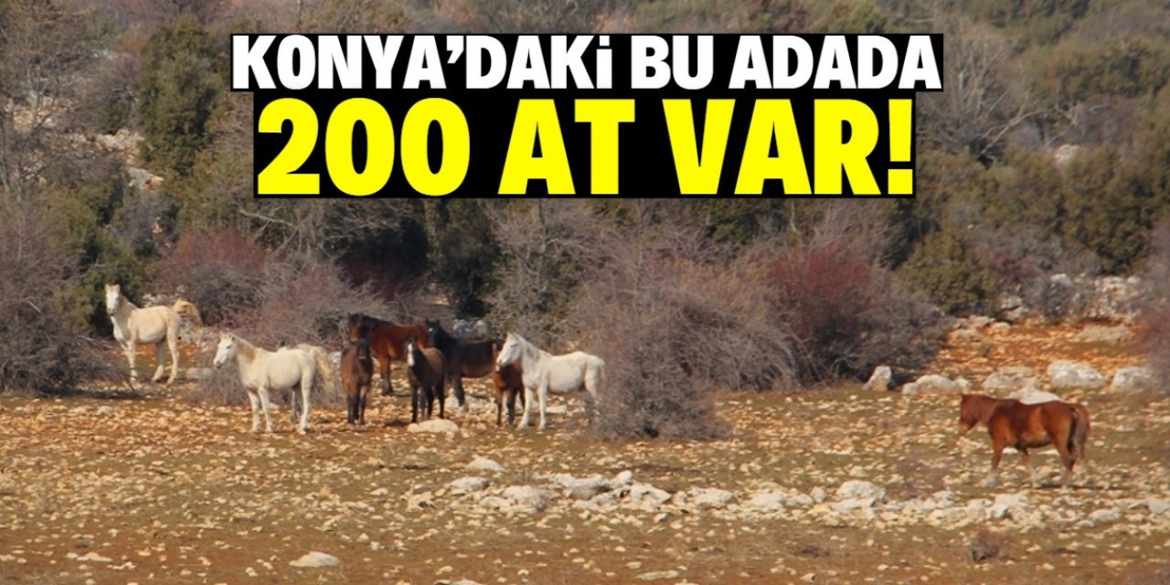 Konya'daki bu adada yaşayan yabani atları görmek için yürüyüş yaptılar!