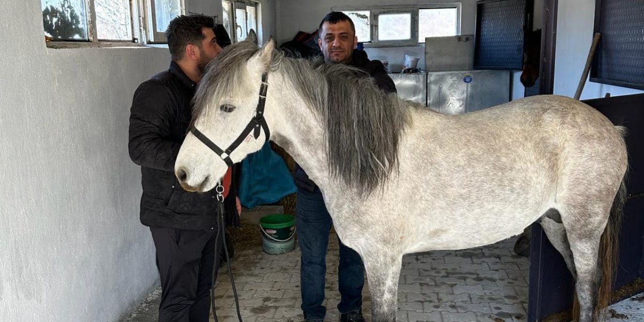Beyşehir’de rahvan cinsi   atlara sağlık taraması yapıldı