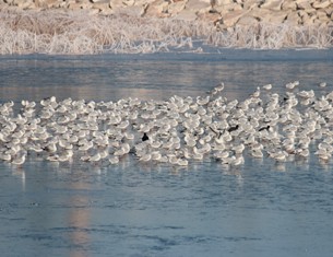 Beyşehir Gölü'nün simgesi martılar ve kış
