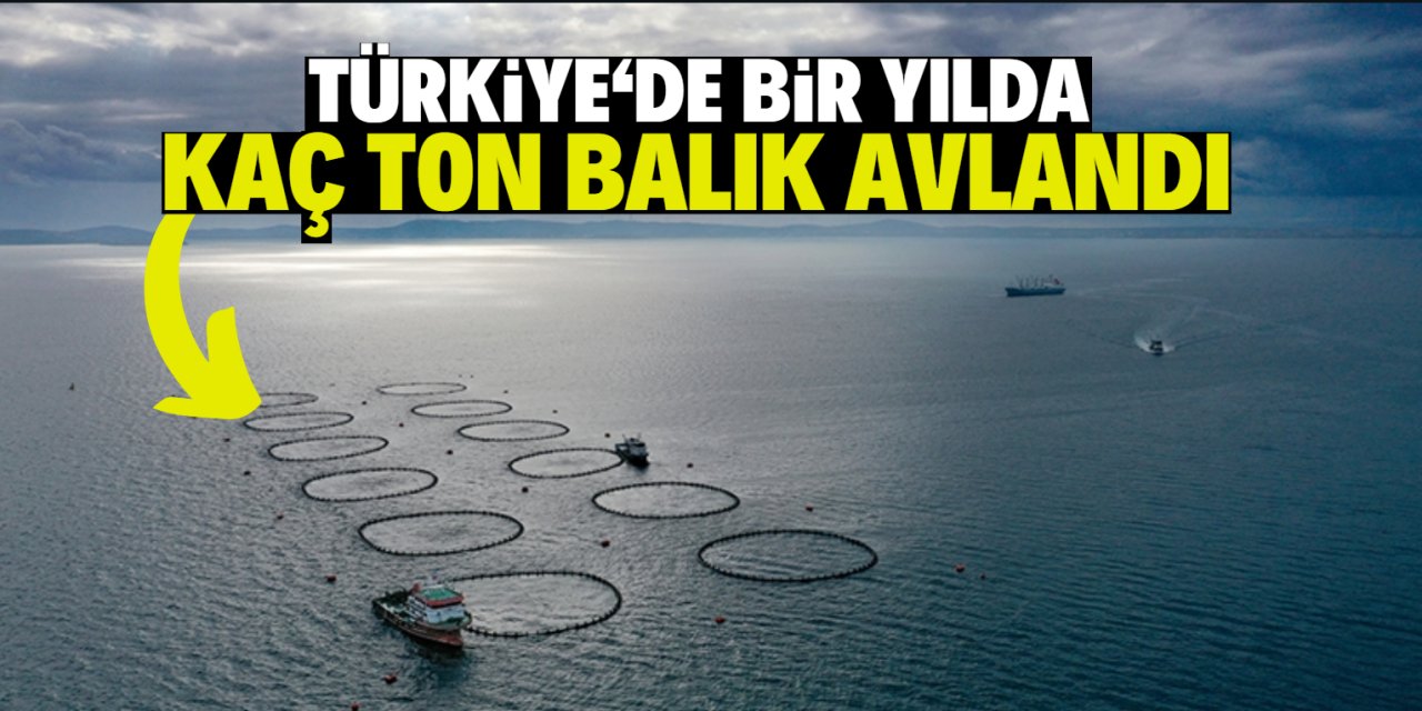 Türkiye'de bir yılda  kaç ton balık avlandı?