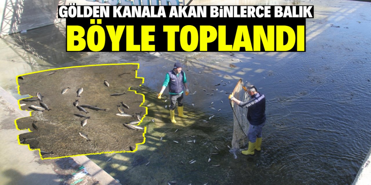 Konya'da gölden kanala akan binlerce balık toplanıp tekrar göle salındı