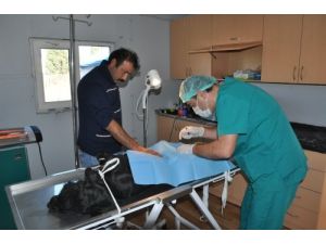 Sokak Köpekleri Kısırlaştırılıyor