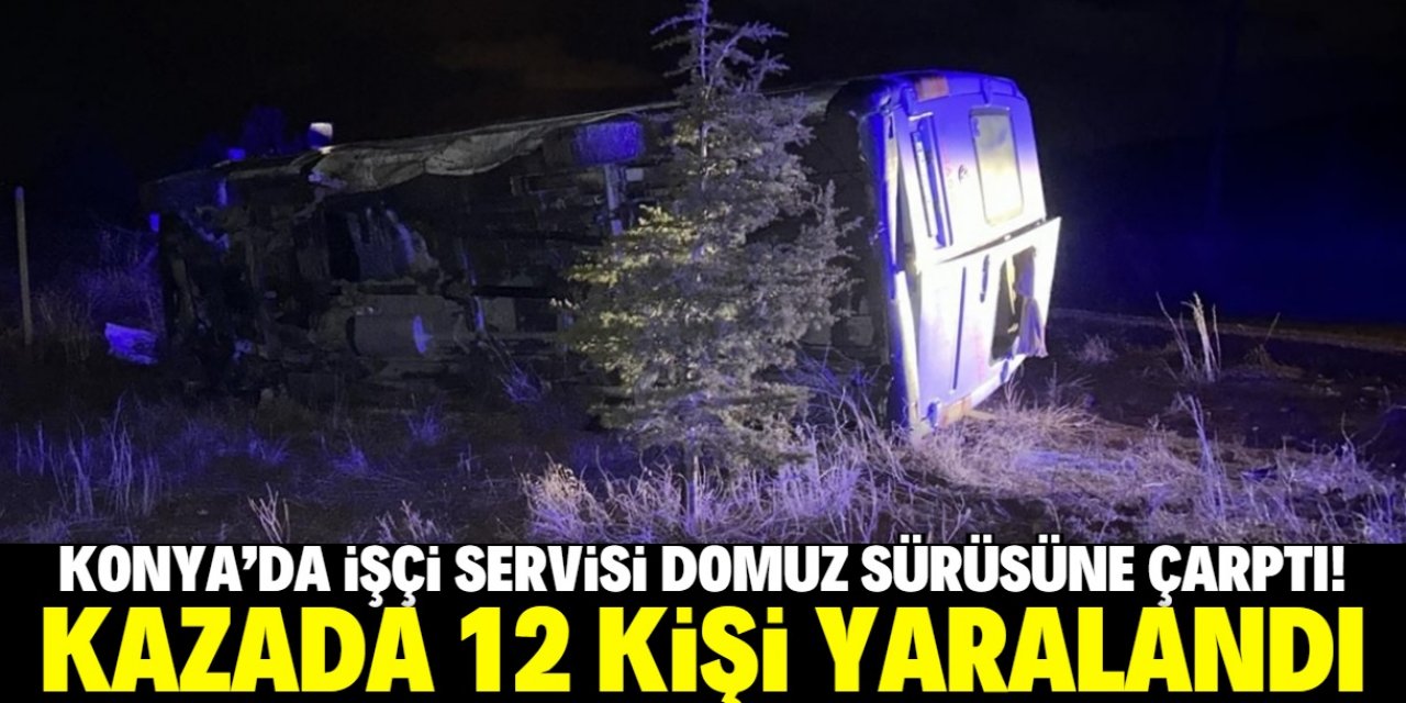 Konya'da işçi servisi domuz sürüsüne çarptı! Kazada 12 kişi yaralandı