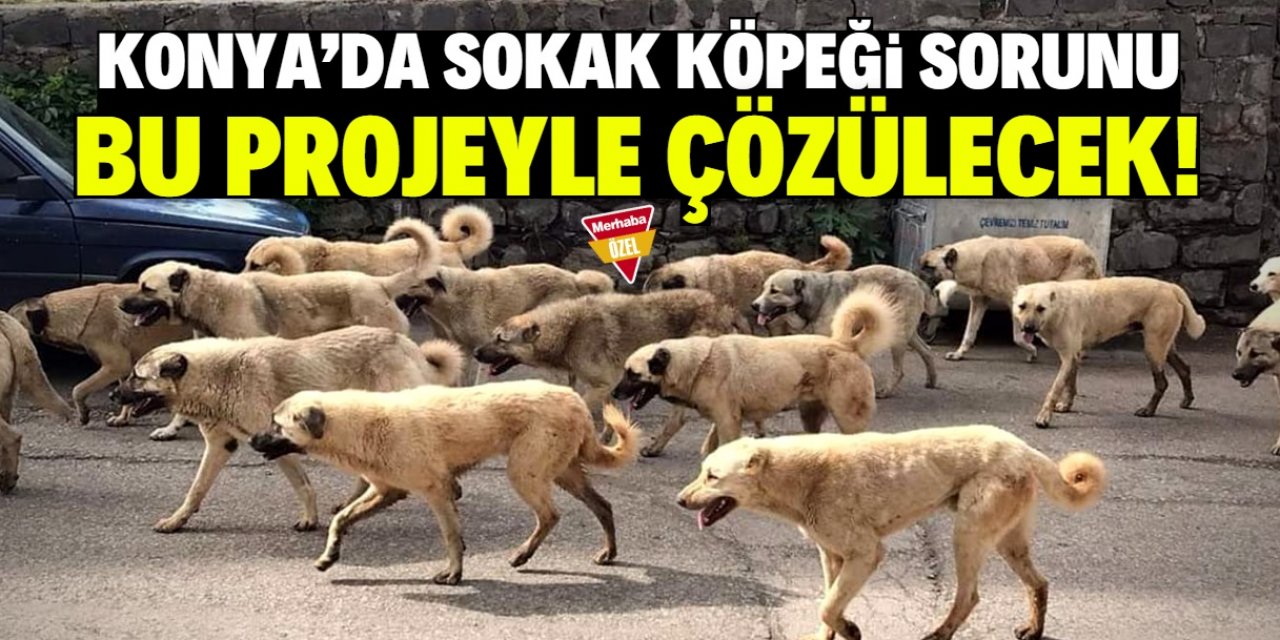 Konya'da sokak köpekleri için çözüm bulundu! Proje hazır