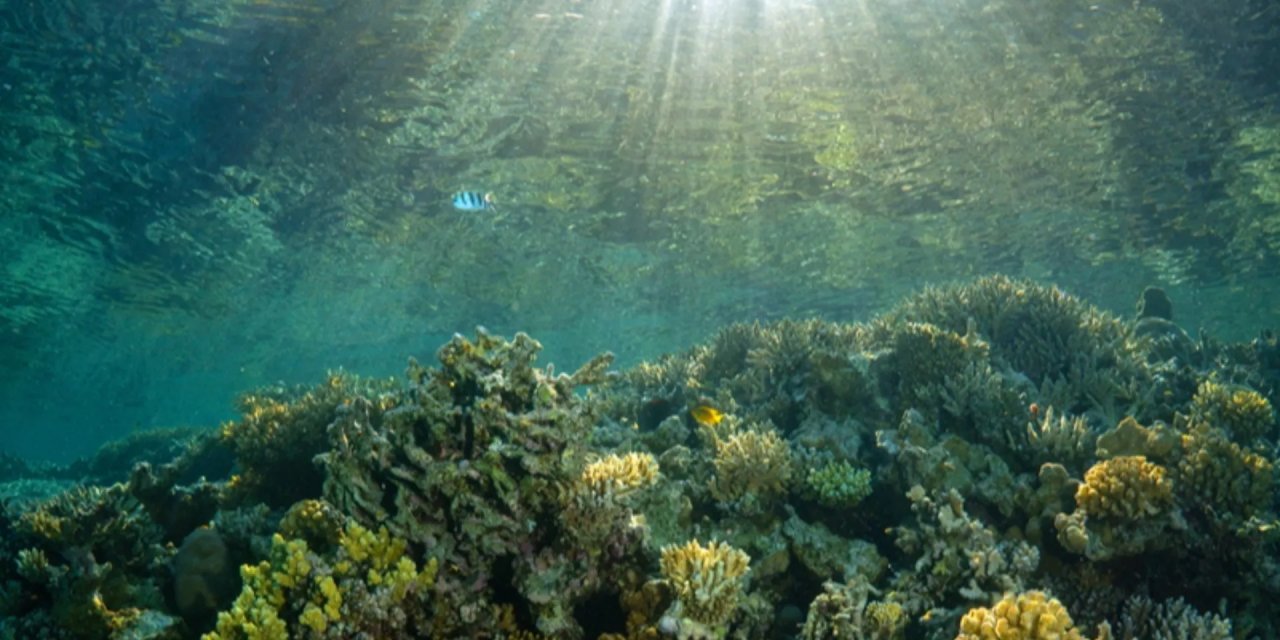 Rekor sıcaklıklar okyanus ekosisteminde değişimlere yol açıyor