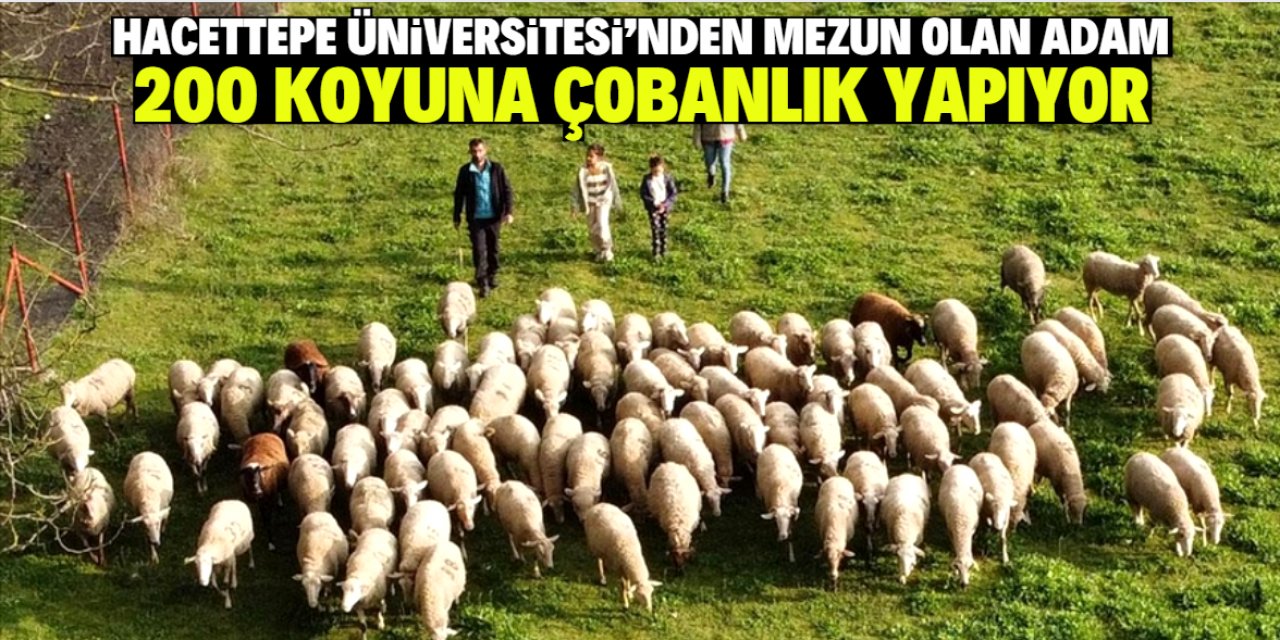 Hacettepe Üniversitesi'nden mezun olan adam çobanlık yapıyor! 200 koyunu var
