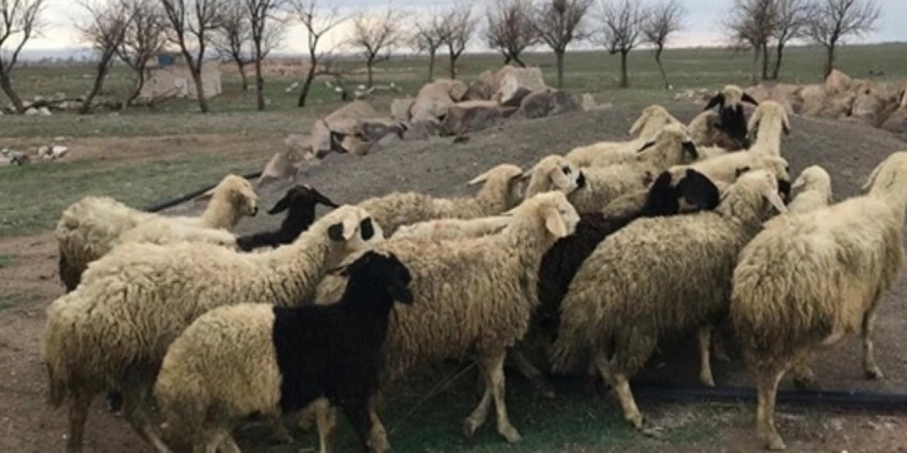 Konya'da kuzeninin 30 koyununu çalıp satan kişi yakalandı