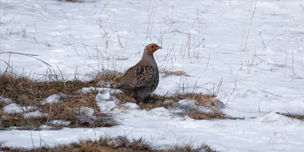 Çil keklikler karlı arazide yiyecek ararken görüntülendi