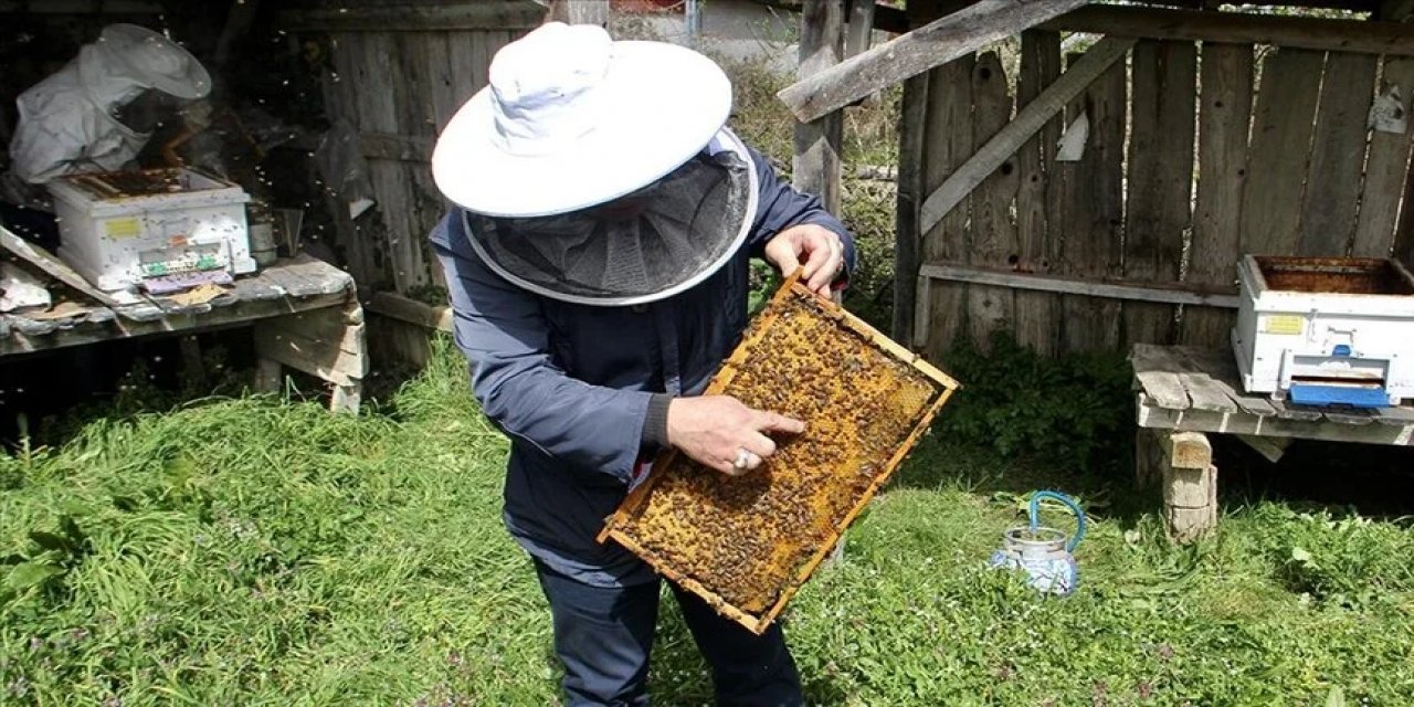 İklim değişikliği ve gal arısı zararlısı kestane balı rekoltesini olumsuz etkiliyor