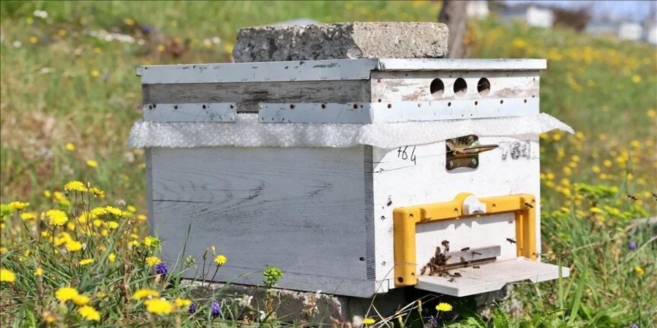 Tarım arazilerinde bal arıları önemli role sahip