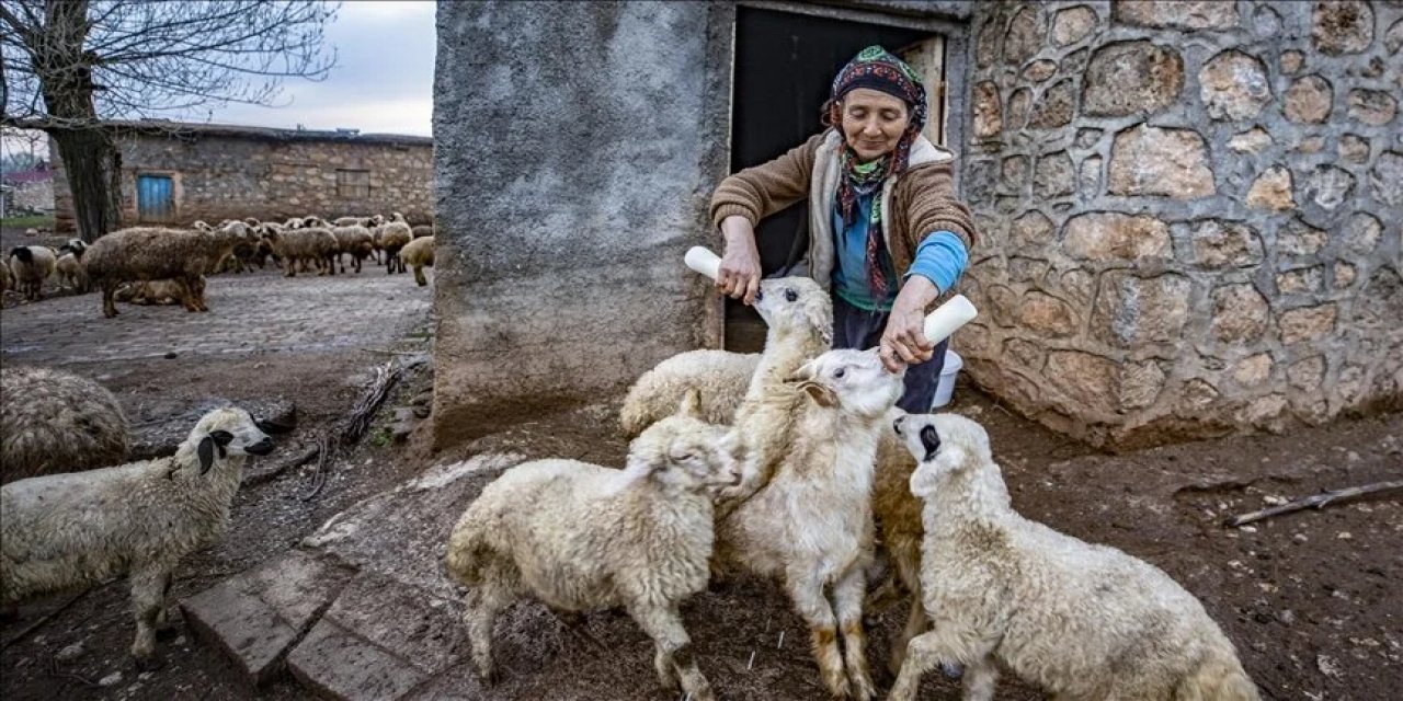 Tunceli'de köylüler "baharın müjdecisi" oğlak ve kuzulara özenle bakıyor