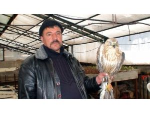 Kanadından Vurulan Şahine Belediye İşçileri Sahip Çıktı