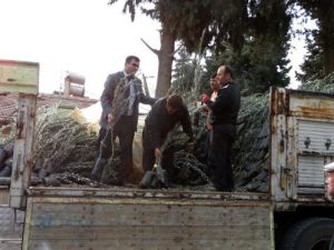 Çiftçiye Yüzde 50 Hibe Destekli Fidan Dağıtıldı