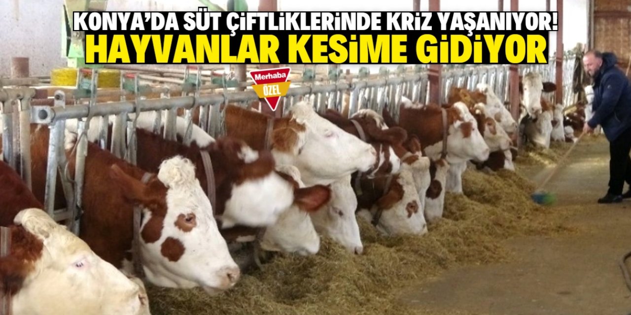 Konya'da süt çiftliklerinde ekonomik kriz yaşanıyor! Hayvanlar kesime gidiyor