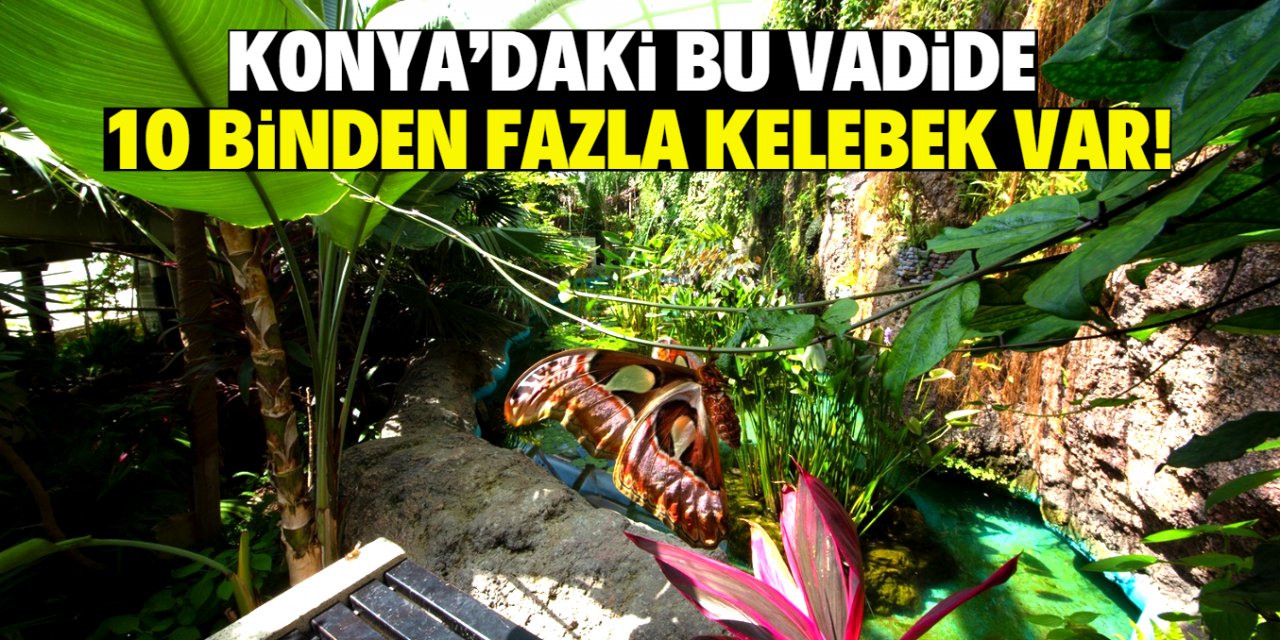 Konya'da bulunan Kelebekler Vadisi Avrupa'nın en büyüğü! İçinde 10 bin çeşit kelebek var