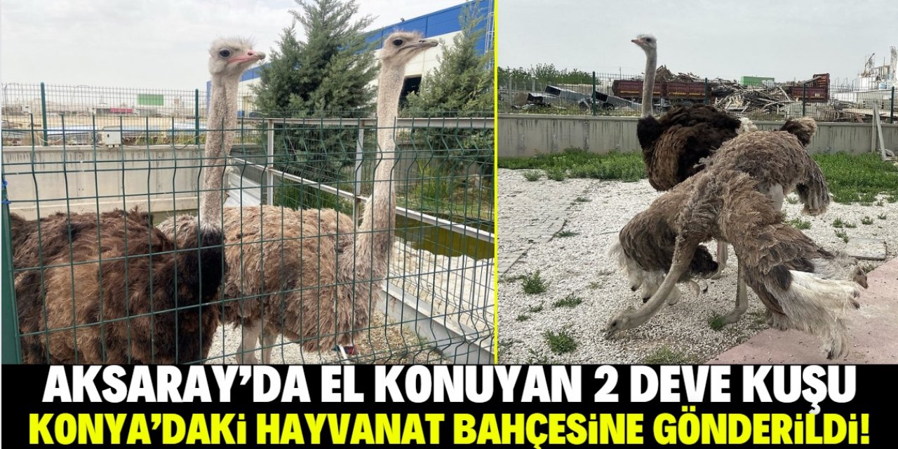 Aksaray'da 2 deve kuşuna el konuldu! Konya'daki hayvanat bahçesine gönderildi