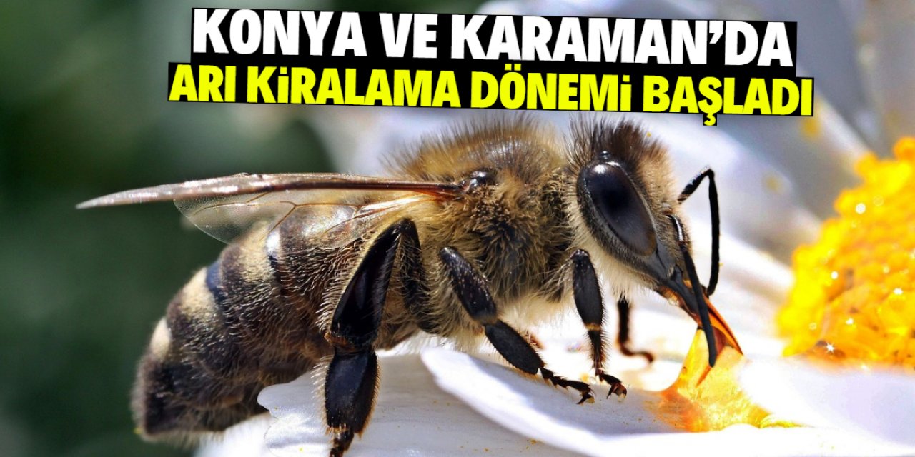 Konya ve Karaman'da arı kiralama dönemi başladı! Rekolte yüzde 30 artıyor