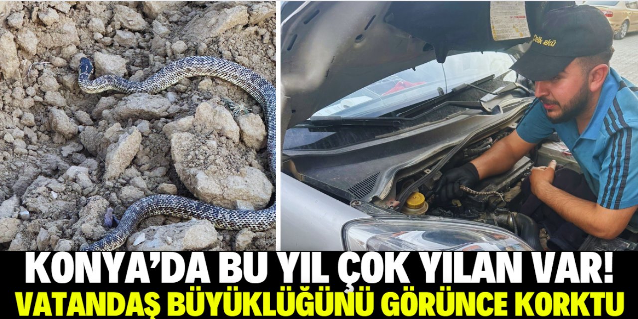 Konya'da bu yıl çok yılan var! Vatandaş arabaya binince şok geçirdi