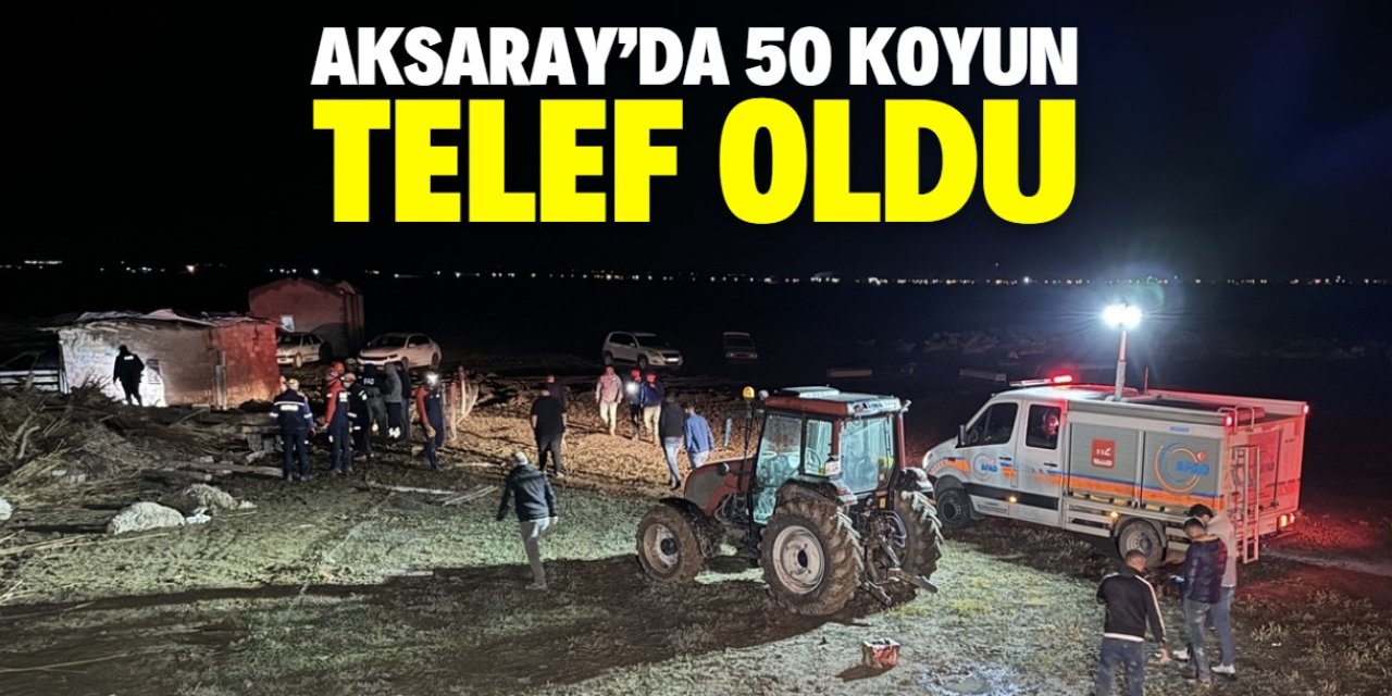 Aksaray'da ağılın çökmesi sonucu 50 koyun telef oldu