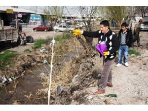 Kanalizasyon Logarlarına Belediye Ekipleri Tarafından Fare Yemleri Atılıyor