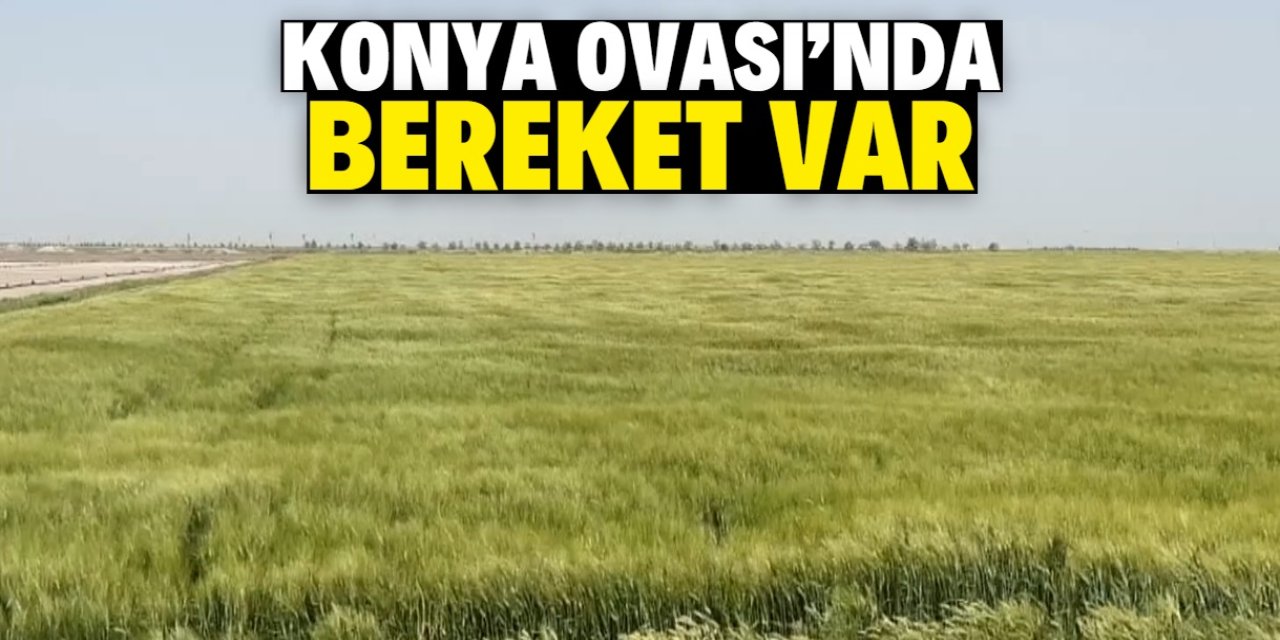 Konya Ovası'nda bereket var: Yağmur yağdı tarlalar canlandı