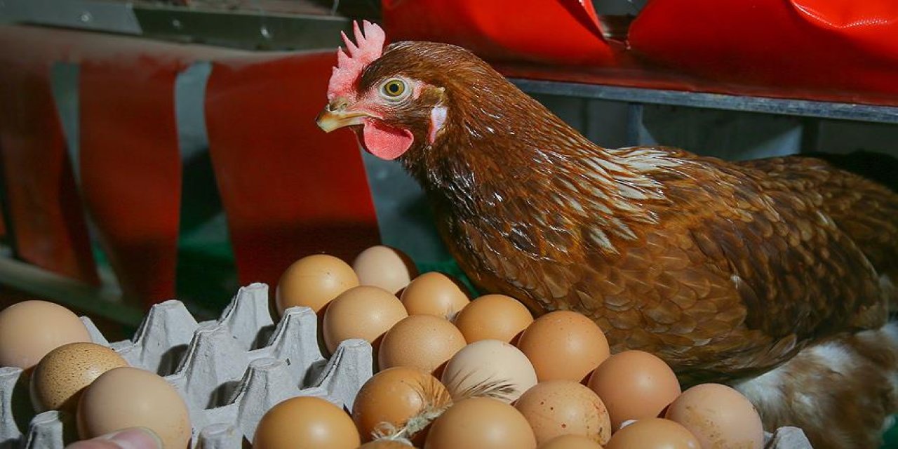 Tavuk eti ve yumurta   üretimi martta arttı