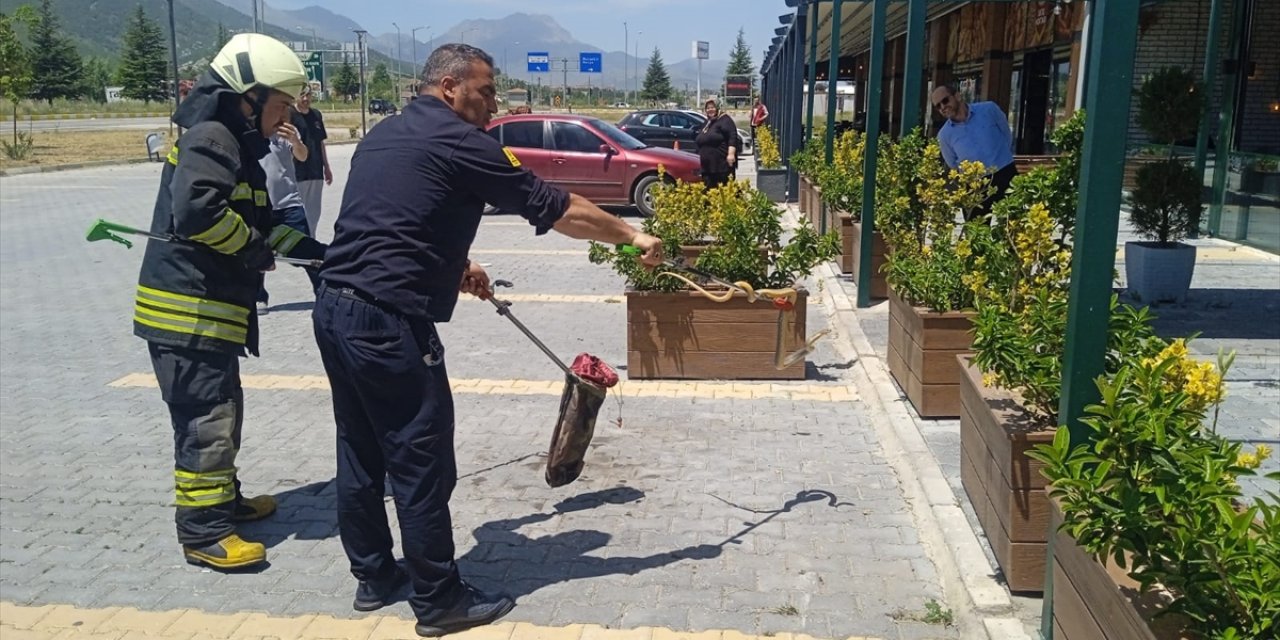 Seydişehir'de yılan yakalama operasyonu