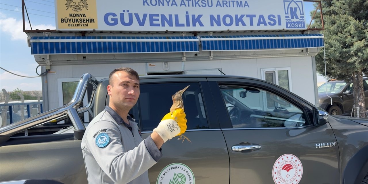 Konya'da yaralı bulunan balaban kuşu koruma altına alındı