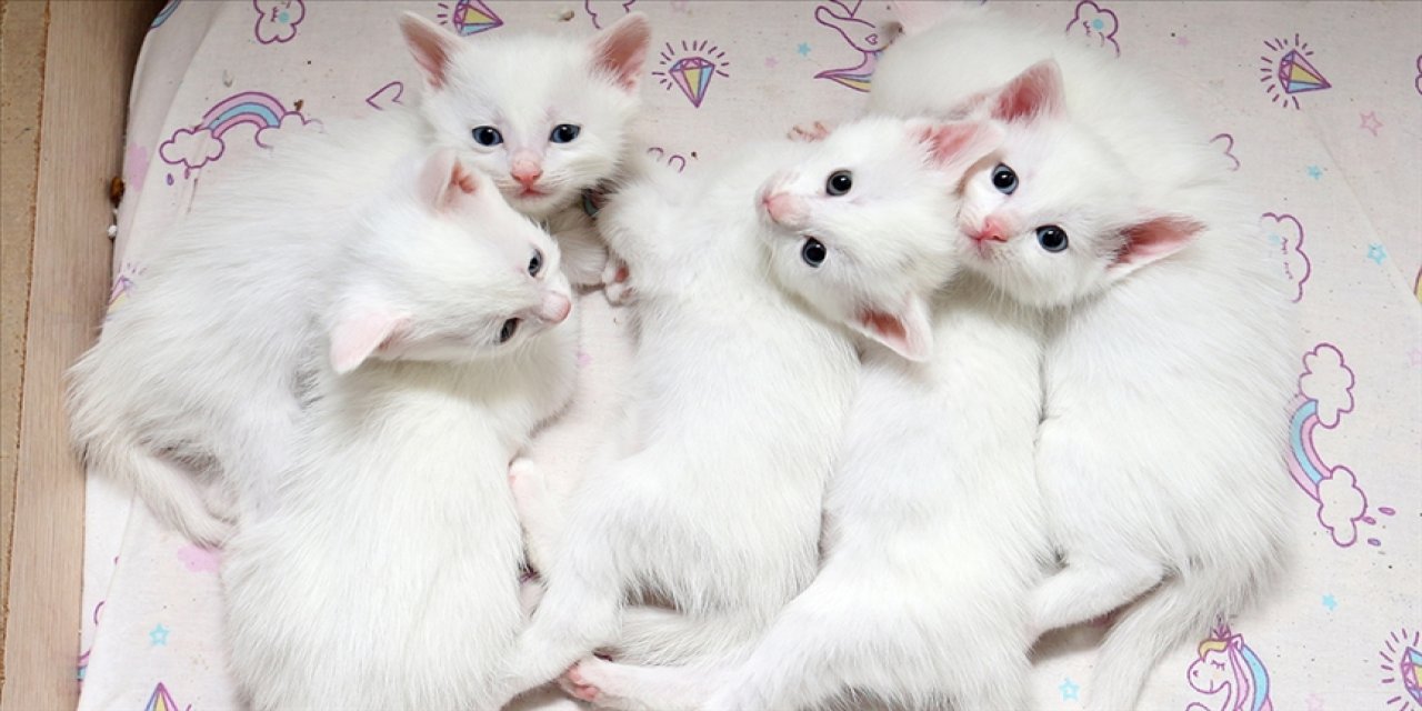 Koruma altındaki Van kedilerinden birinci doğum döneminde 70 yavru elde edildi