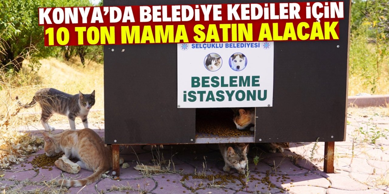 Konya'da belediye sokak kedileri için 10 ton mama satın alacak