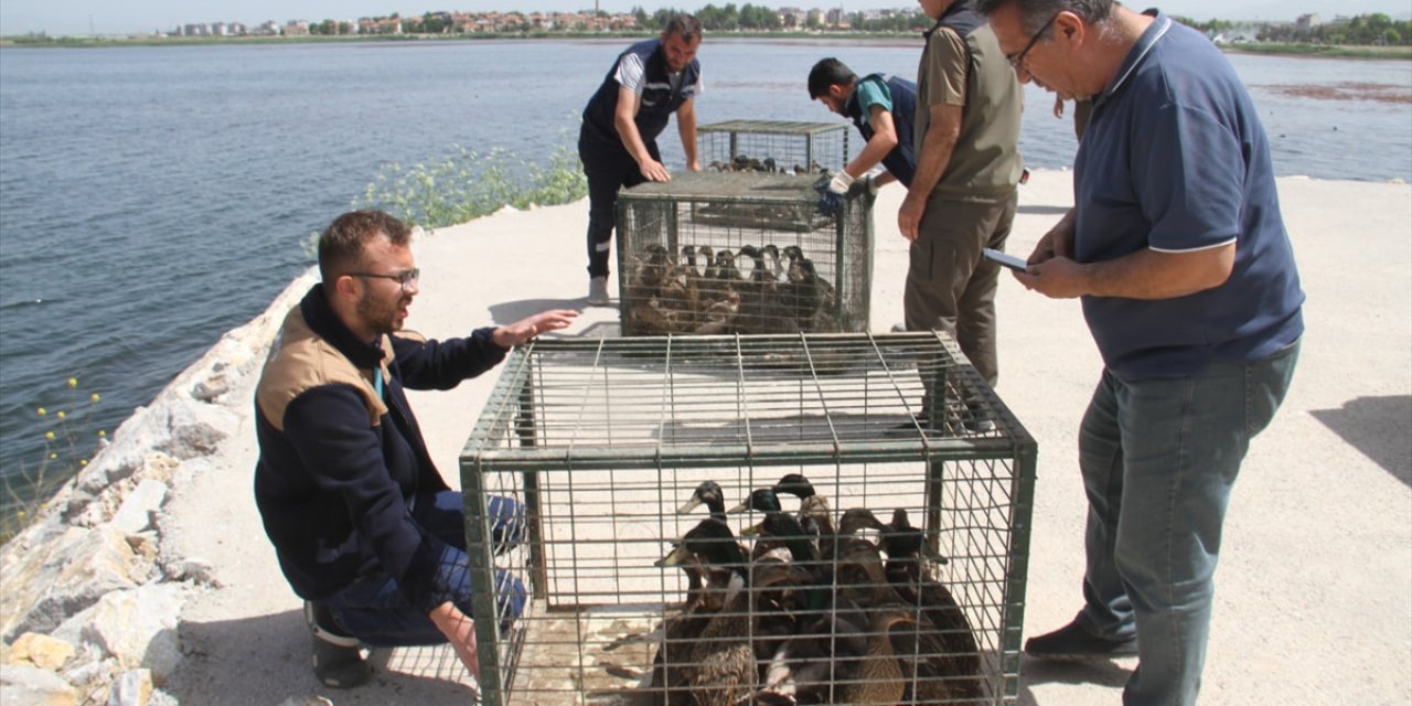 Beyşehir Gölü'ne 70 yaban ördeği bırakıldı