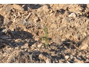 Termik Santrallerden Kaynaklanan Hava Kirliliği Ağaçlandırma İle Çözülüyor