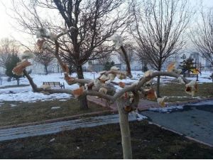 Kuşlar İçin Ağaç Dallarına Ekmek Astılar