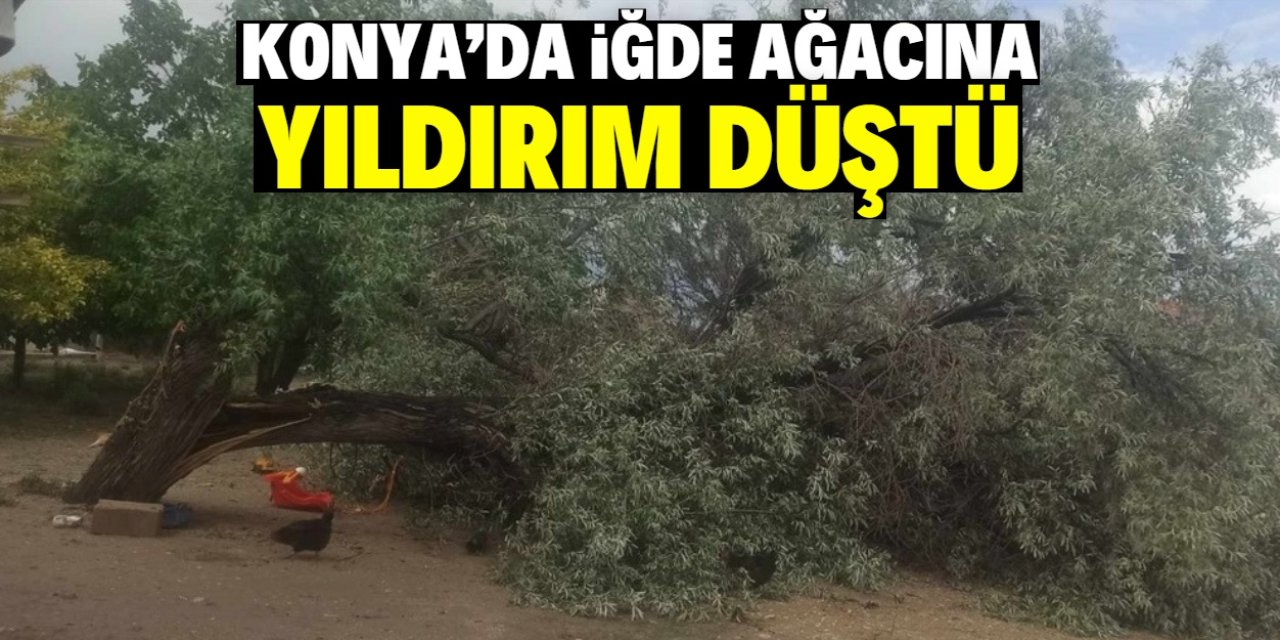 Konya'da 20 yıllık iğde ağacına yıldırım düştü