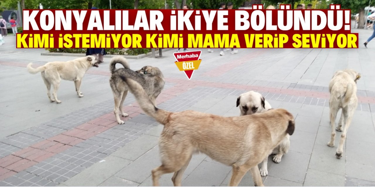 Konya Kültürpark'ta köpek sürüsü! Kimi korkuyor kimi mama verip seviyor