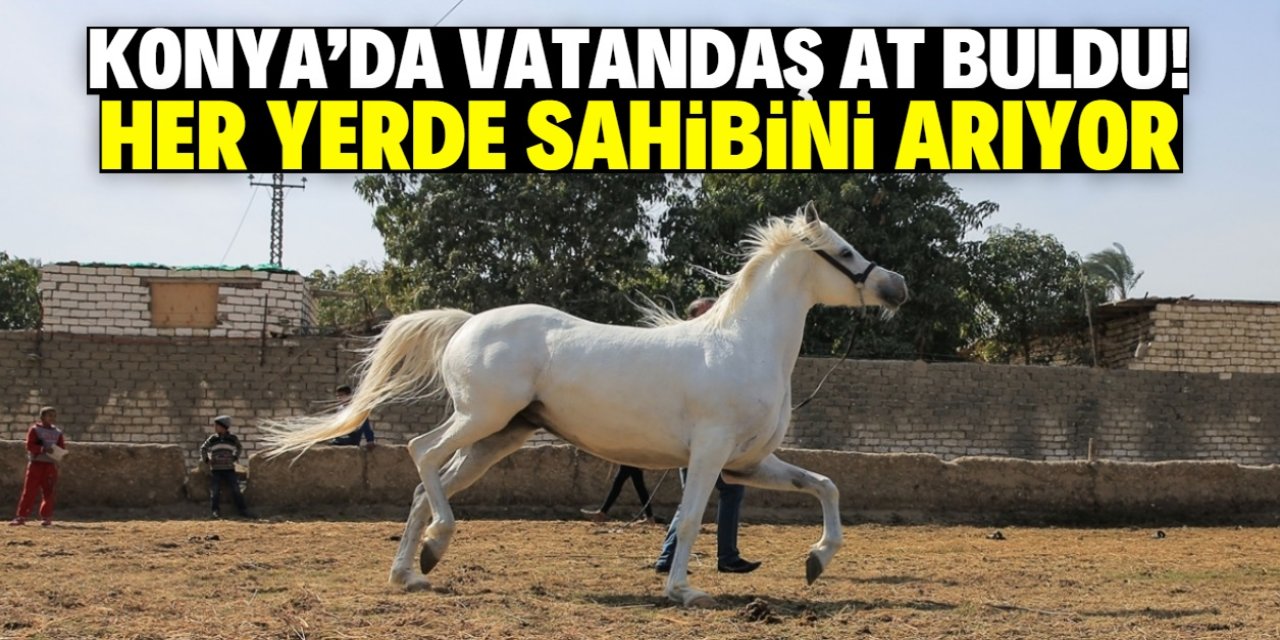 Konya'da bir vatandaş at buldu! Her yerde sahibini arıyor