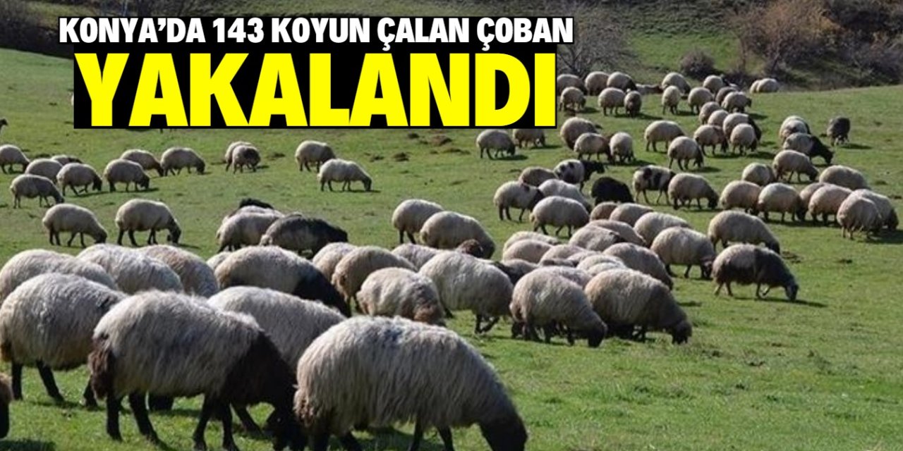 Konya'da 143 koyun çalan yabancı uyruklu çoban tutuklandı