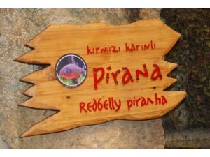 Canavar Piranalar Akvaryumda