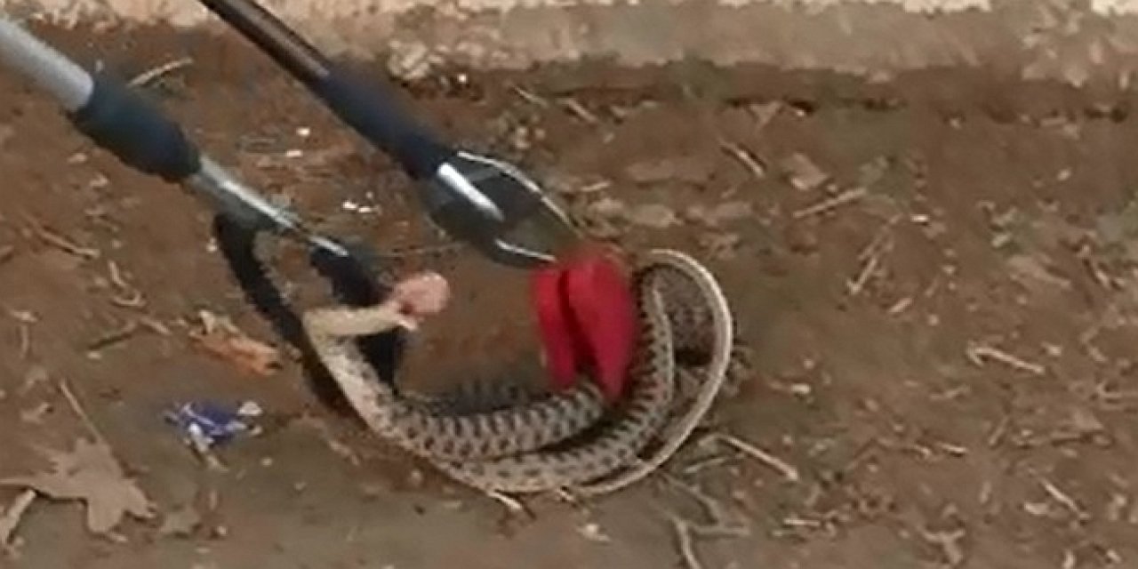 Kadınhanı'nda okul bahçesinde yakalanan yılan ormana bırakıldı